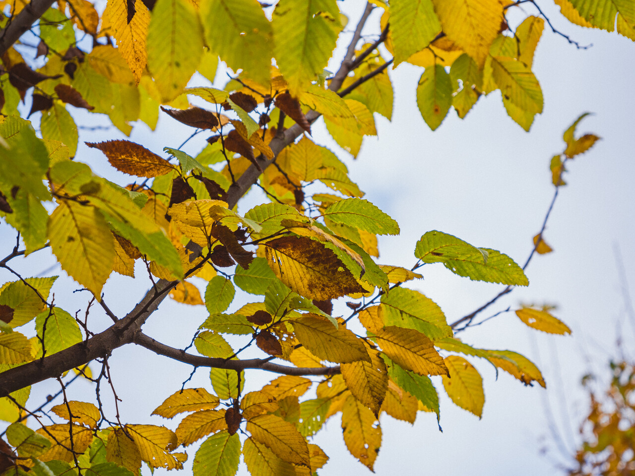 Carpinus betulus 'Lucas' | Carpinus betulus 'Lucas' - Van den Berk